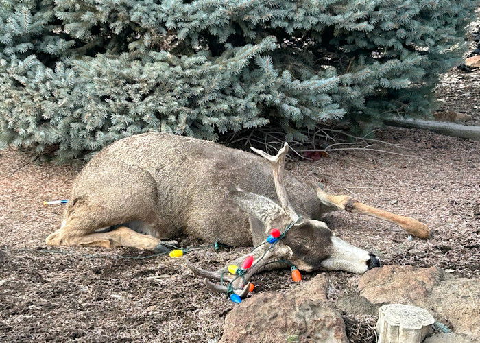 A mule deer buck entangled in holiday lights was darted by ODFW wildlife biologists, cleaned up and safely released.