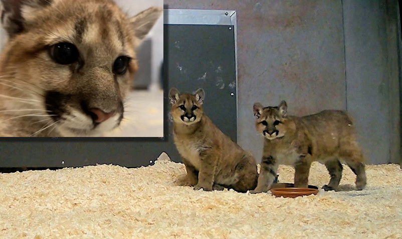 Two orphaned cougar cubs are settling in at the Oregon Zoo.