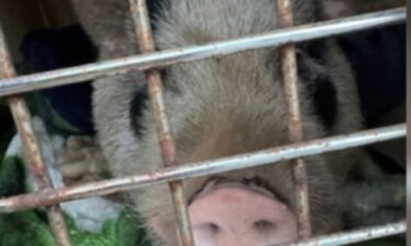 "Porky" the runaway pig was captured by Bucks County police after more than a month on the run.