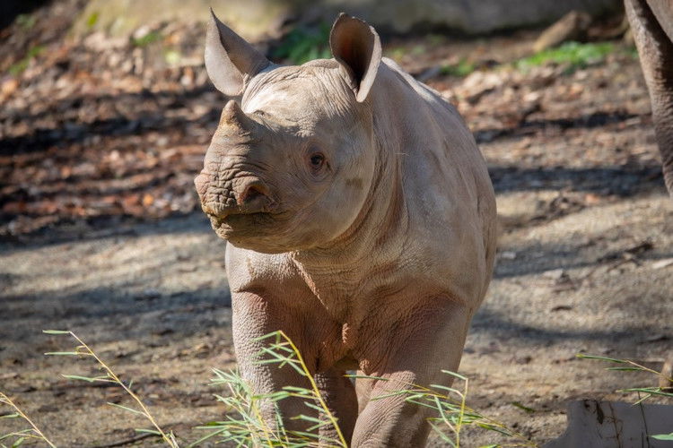 Eastern black rhino Tamu, seen here at 3 months, is a year old today and now tops 1,000 pounds.