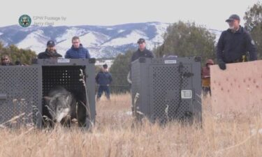 This week marks one year since the reintroduction of wolves in Colorado. Now