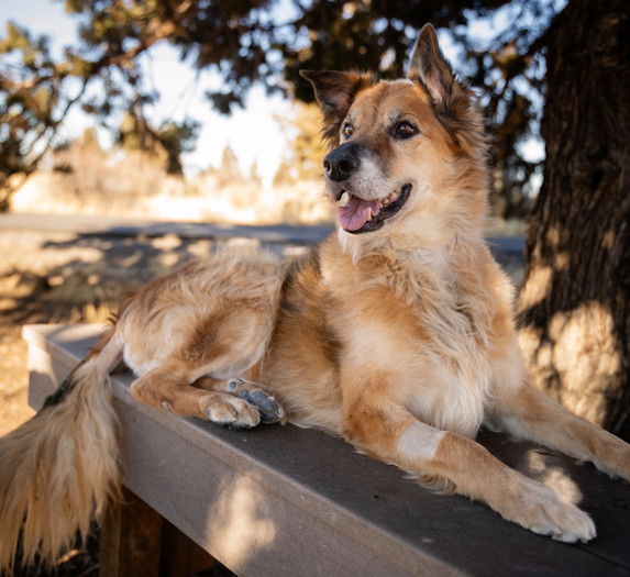 Tag is dreaming of a new  family to call his own.