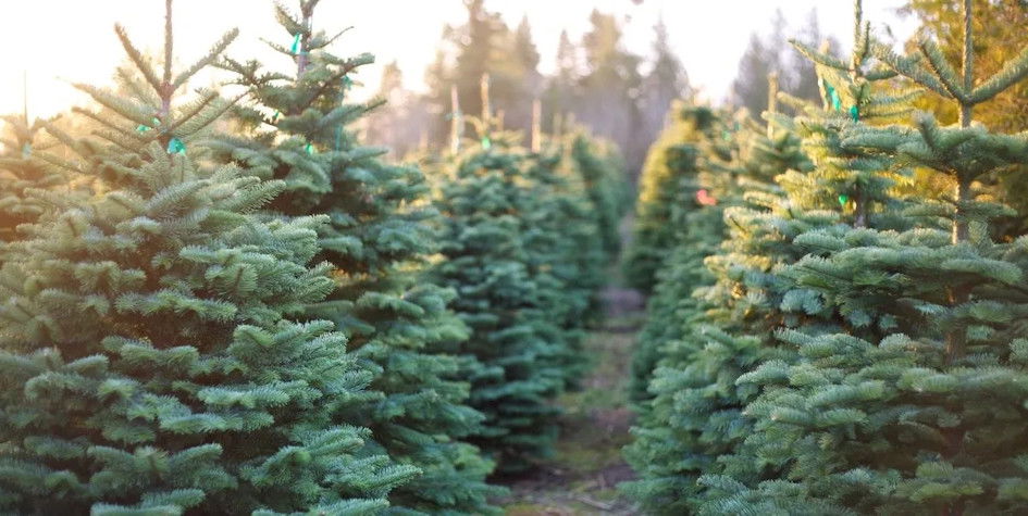 Christmas tree lots have come to life around the High Desert.