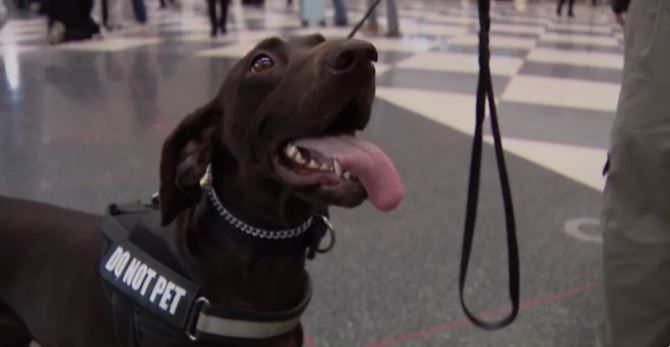 <i>WBBM via CNN Newsource</i><br/>The Transportation Security Administration gets some help from an extra set of eyes and paws at O'Hare.