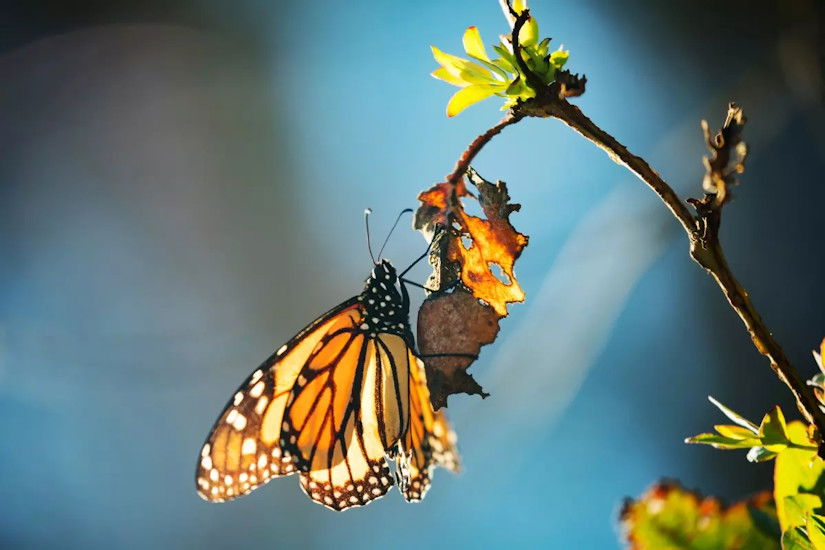 A western monarch butterfly in the sun.