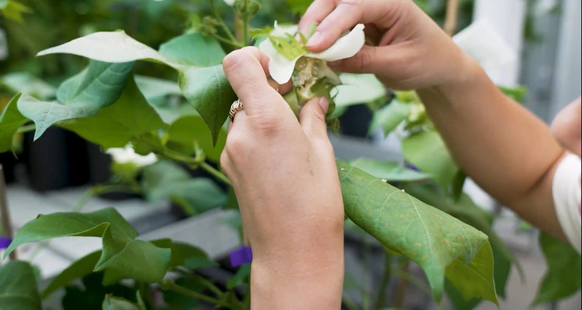 <i>CNN via CNN Newsource</i><br/>The age-old method of cross breeding involves rubbing two flowers together.