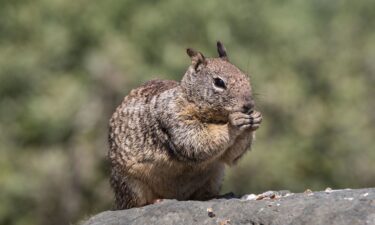 A ground squirrel searches for food in a parking lot at Moonstone Beach on May 11