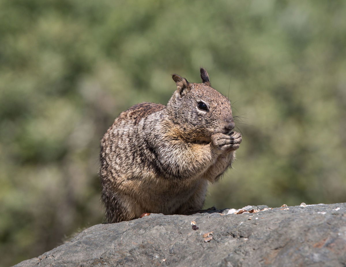 <i>George Rose/Getty Images/File via CNN Newsource</i><br/>A ground squirrel searches for food in a parking lot at Moonstone Beach on May 11