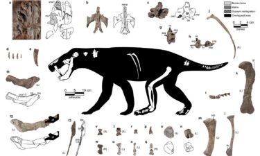 An illustration of the newly described gorgonopsian shows the fossils that were found: knifelike canines; parts of its jaw; some vertebrae