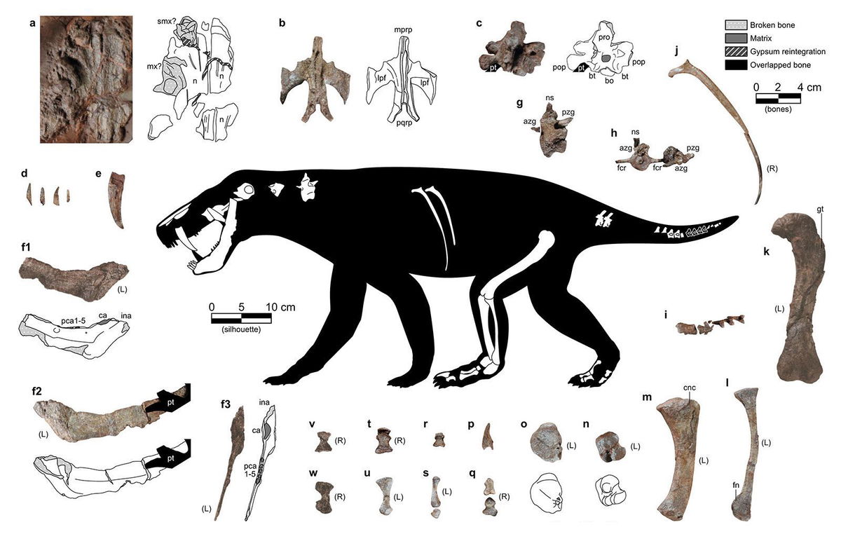 <i>Matamales-Andreu et al