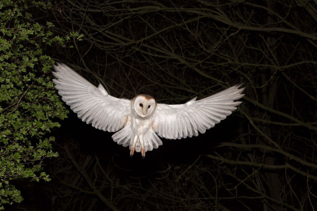 <i>Education Images/Universal Images Group Editorial/Getty Images via CNN Newsource</i><br/>Many barn owls have white undersides