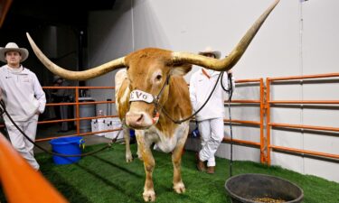 Bevo is sitting out Saturday's SEC championship game in Atlanta because of lack of space on the sideline at Mercedes-Benz Stadium.