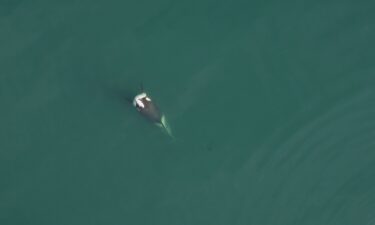 Drone footage from a 2019 research survey shows a young male orca known as A99 “Alder" with a dead salmon on his head. A recent sighting of another salmon-wearing orca also sparked excitement.