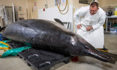 Beaked whale expert Anton van Helden inspects a male spade-toothed whale ahead of a dissection at Invermay Agricultural Centre