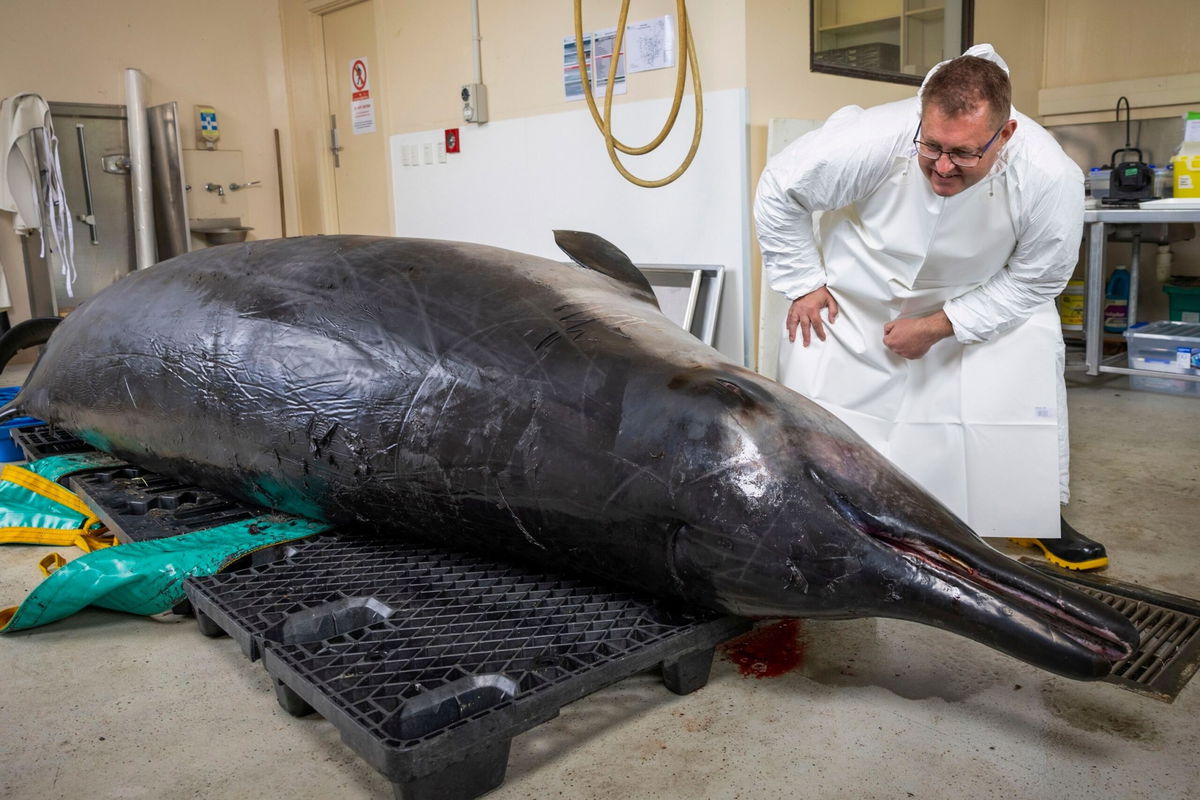 <i>Derek Morrison/AP via CNN Newsource</i><br/>Beaked whale expert Anton van Helden inspects a male spade-toothed whale ahead of a dissection at Invermay Agricultural Centre