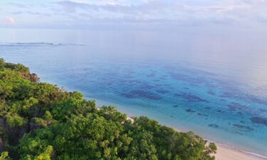 Apo Island features mangroves and beach vegetation