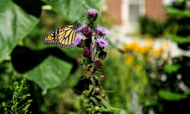 A monarch butterfly drinks nectar from a flower in the pollinator habitat bed near the Chicago Park District storehouse in August.