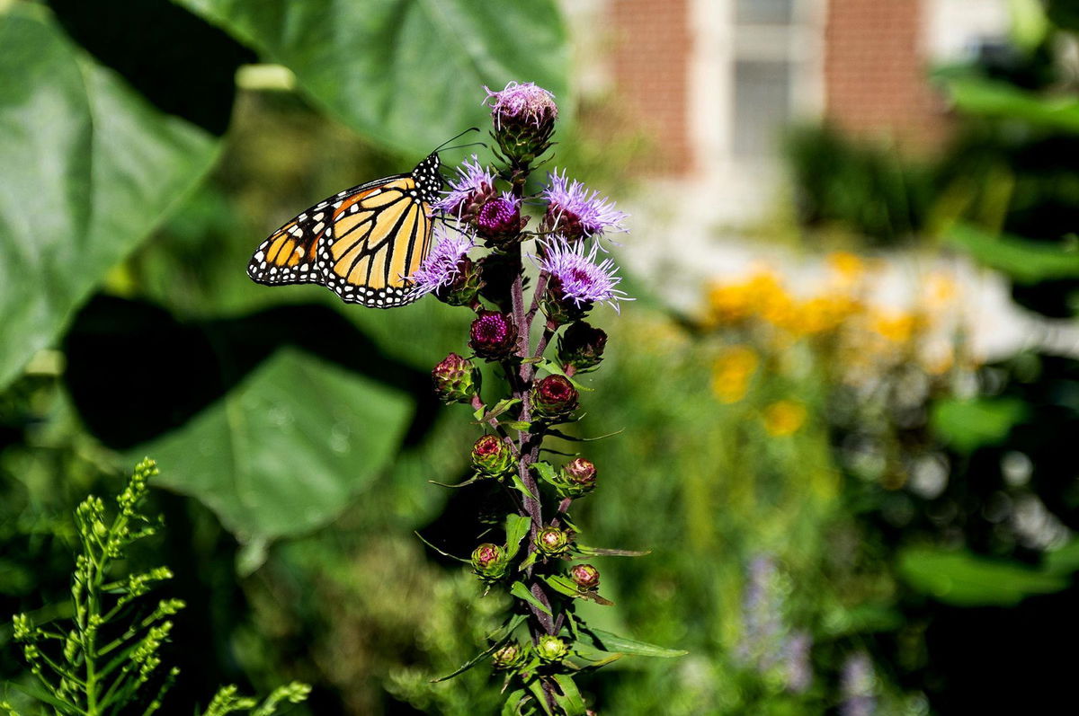 <i>Tess Crowley/Chicago Tribune/Getty Images via CNN Newsource</i><br/>A monarch butterfly drinks nectar from a flower in the pollinator habitat bed near the Chicago Park District storehouse in August.