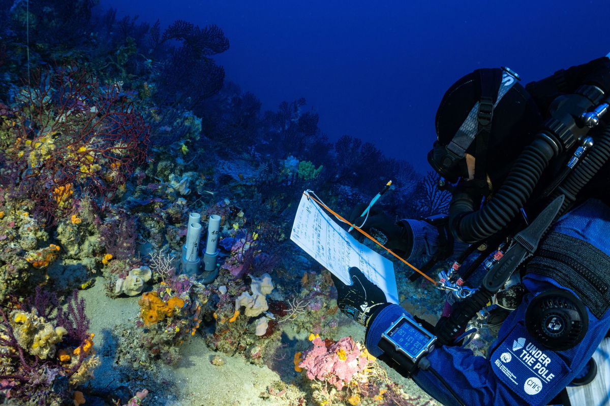 <i>Franck Gazzola/Under The Pole via CNN Newsource</i><br/>Deep underwater ecosystems