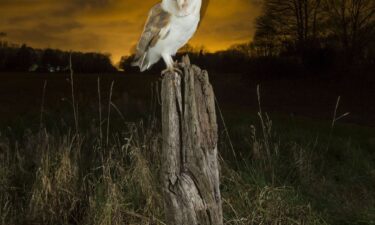 A barn owl shown here perches at night under a starry sky in Suffolk