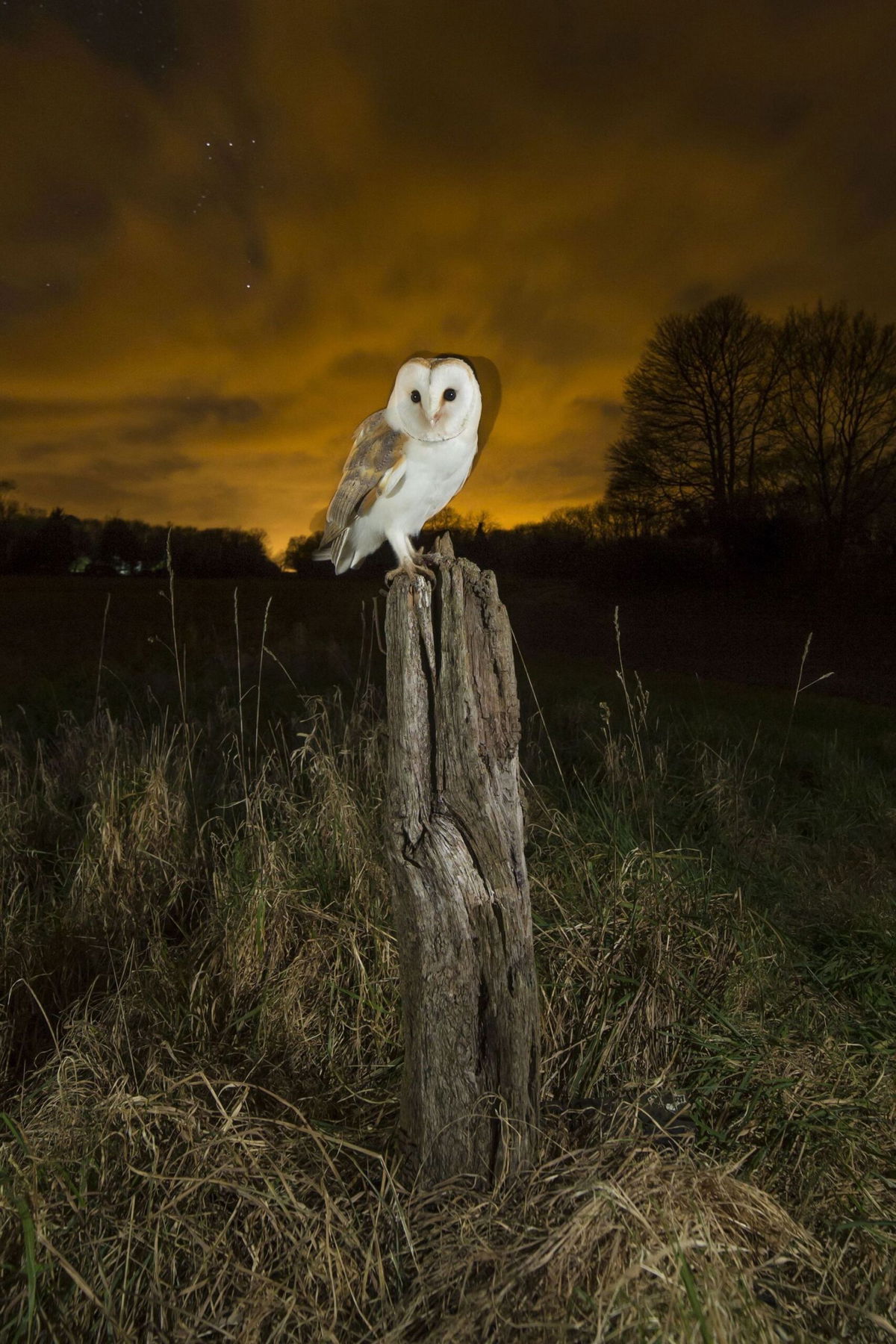 <i>Jamie Hall/Shutterstock via CNN Newsource</i><br/>A barn owl shown here perches at night under a starry sky in Suffolk