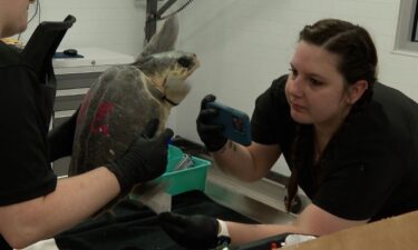 18 endangered Kemps Ridley sea Turtles were transported to Corpus Christi from Boston.