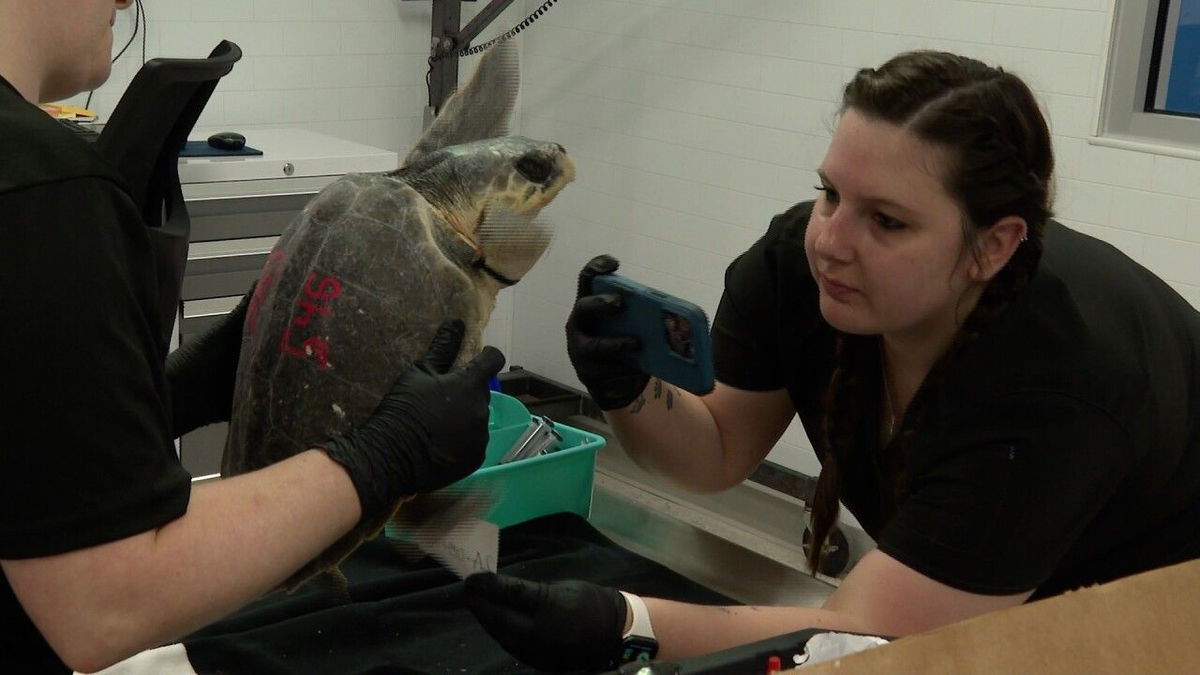 <i>KRIS via CNN Newsource</i><br/>18 endangered Kemps Ridley sea Turtles were transported to Corpus Christi from Boston.