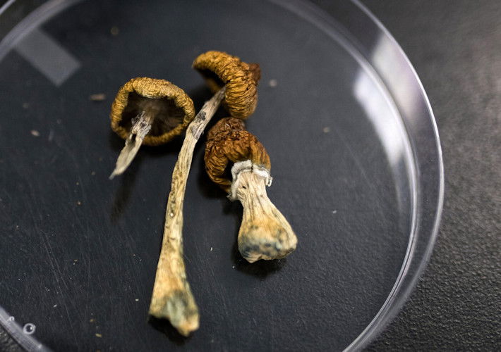 Oregon’s psilocybin program has served about 8,000 people. 