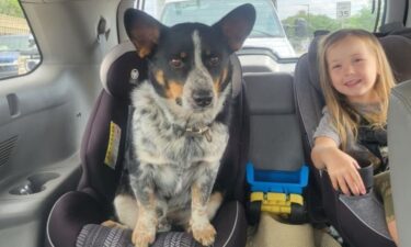 A sergeant with the Racine County Sheriff's Office found a dog in the road and brought him to receive medical attention on Wednesday