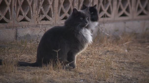 <i>KTNV via CNN Newsource</i><br/>A community is coming together to save hundreds of cats who have taken over the Paradise Spas apartment complex.