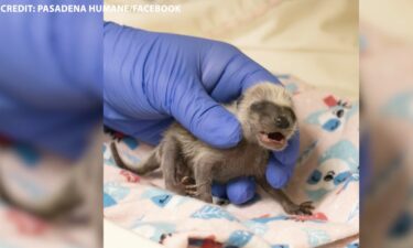 Baby Raccoon in Pasadena