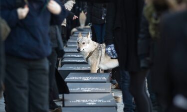 A wolfdog stands among Swedish protestors readying 20 coffins