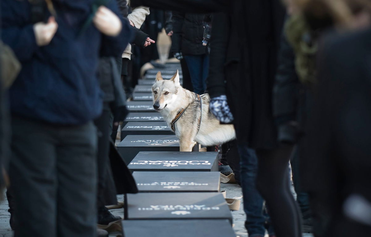 <i>Jonathan Nackstrand/AFP/Getty Images via CNN Newsource</i><br/>A wolfdog stands among Swedish protestors readying 20 coffins