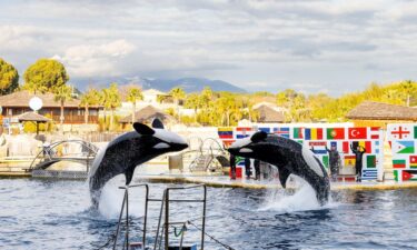 Two orcas perform as part of a show at Marineland Antibes.