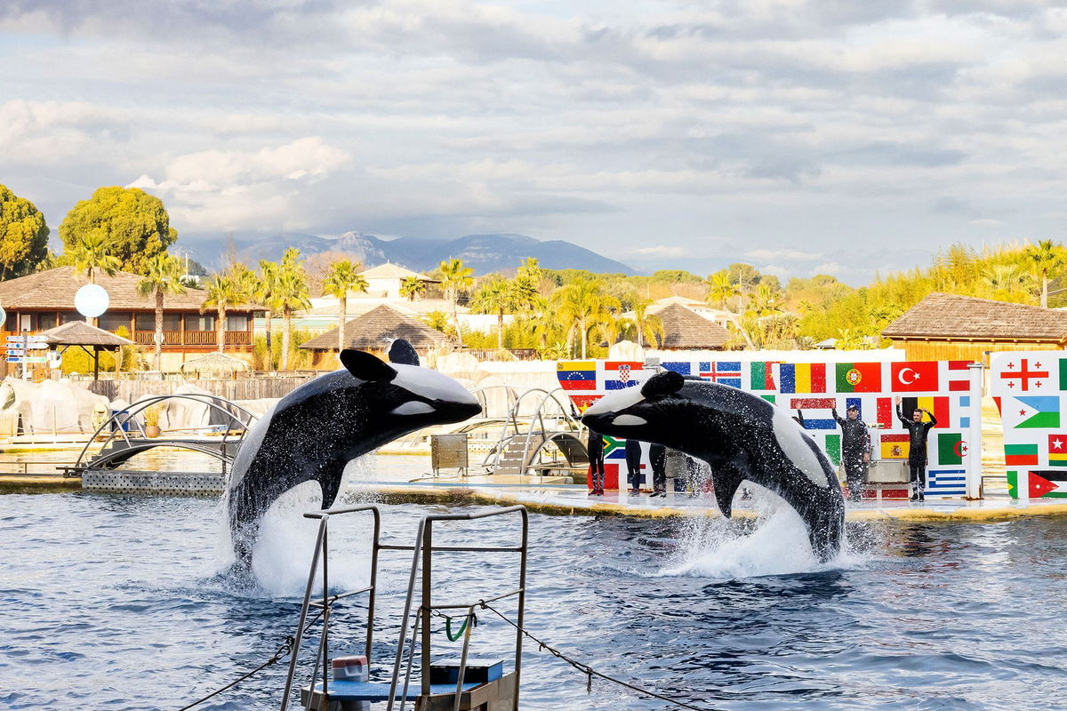 <i>Shootpix/ABACA/Shutterstock via CNN Newsource</i><br/>Two orcas perform as part of a show at Marineland Antibes.