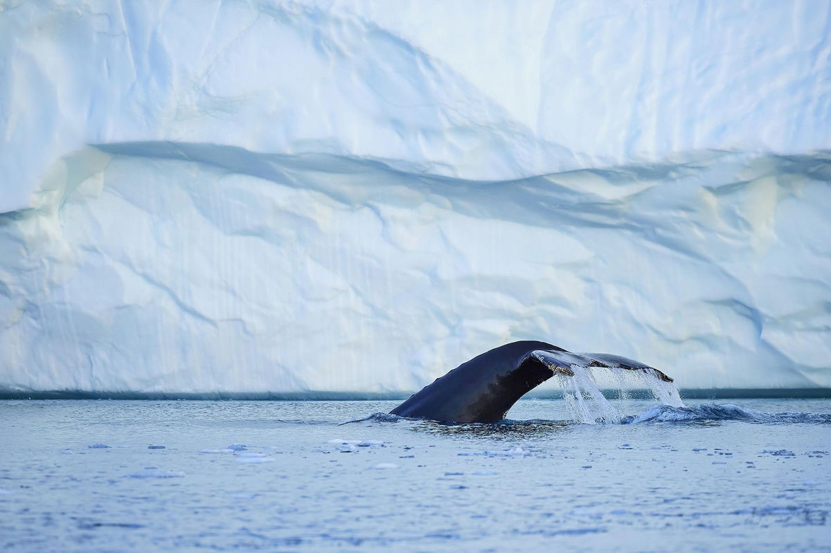 <i>Stefan Huwiler/imageBROKER/Shutterstock via CNN Newsource</i><br/>A humpback whale dives in Disko Bay.