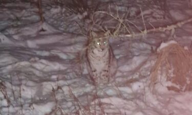 The first pair of lynx were spotted in the Scottish Highlands on January 8.