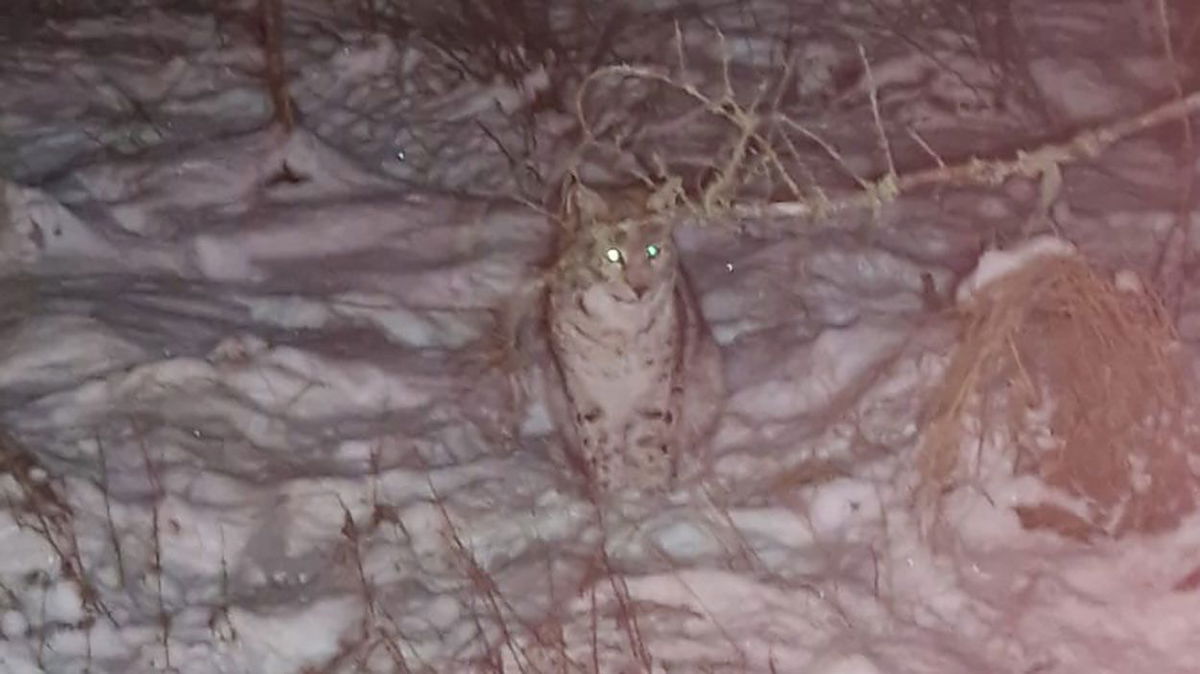 <i>Royal Zoological Society of Scotland via CNN Newsource</i><br/>The first pair of lynx were spotted in the Scottish Highlands on January 8.