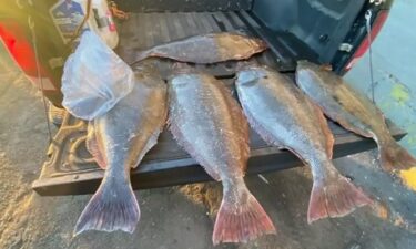 A fisherman was busted in San Francisco for attempting to hide thousands of pounds of illegal fish