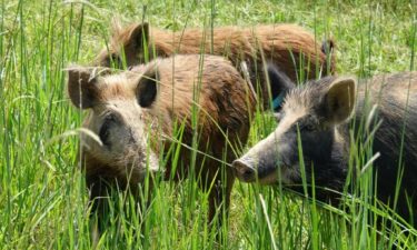 Feral hogs cause an average of $76 million in agriculture damage to the lands of Louisiana every year.