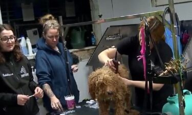 The dogs — mostly poodle mixes — are suffering from severe matting