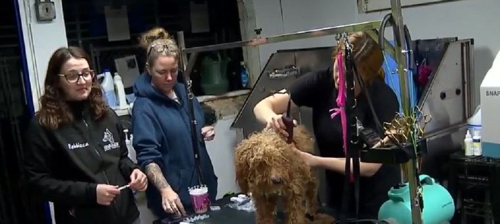 <i>WJCL via CNN Newsource</i><br/>The dogs — mostly poodle mixes — are suffering from severe matting