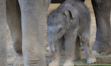 Baby elephant Rose-Tu Oregon Zoo