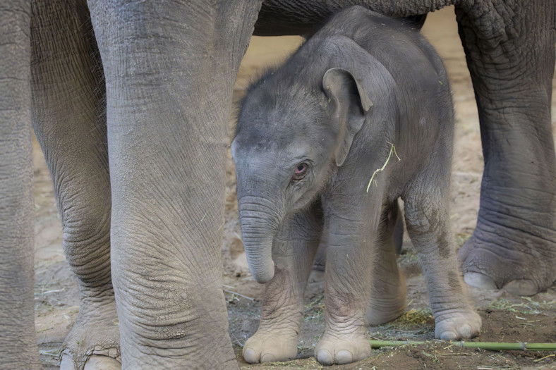 Baby-elephant-Rose-Tu-Oregon-Zoo.jpg