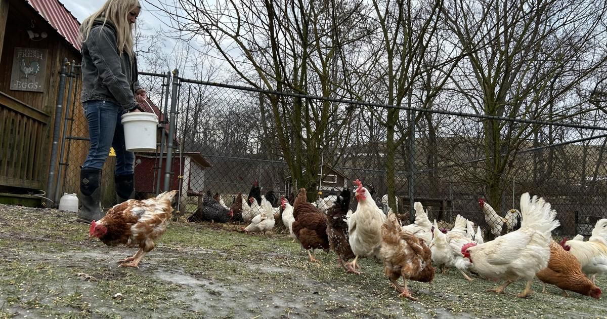 <i>KDKA via CNN Newsource</i><br/>Primrose Farm previously lost 2