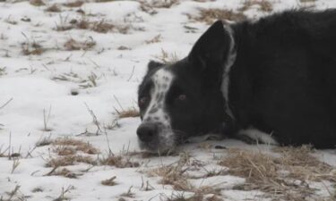 A farm in central Massachusetts is doing things the old-fashioned way by using dogs to herd sheep
