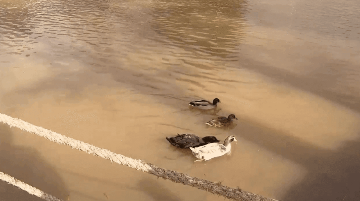 <i>WLOS via CNN Newsource</i><br/>Ducks swim at Lake Louise in Weaverville