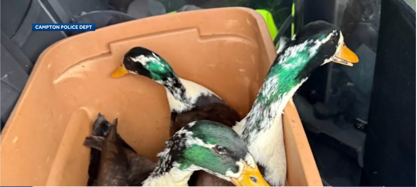 <i>Campton Police Department/ WMUR via CNN Newsource</i><br/>Several ducks have found a new home after they were found abandoned in a New Hampshire town.