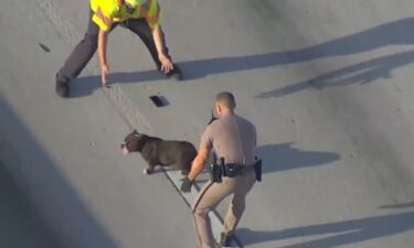 Parts of the eastbound ramp from 595 to Interstate 95 in Fort Lauderdale were briefly shut down March 31 as Florida Highway Patrol troopers attempted to capture a loose four-legged friend.