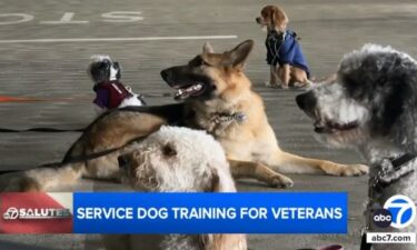 Everyone knows about the benefits service dogs can bring to people